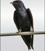 Purple Martin