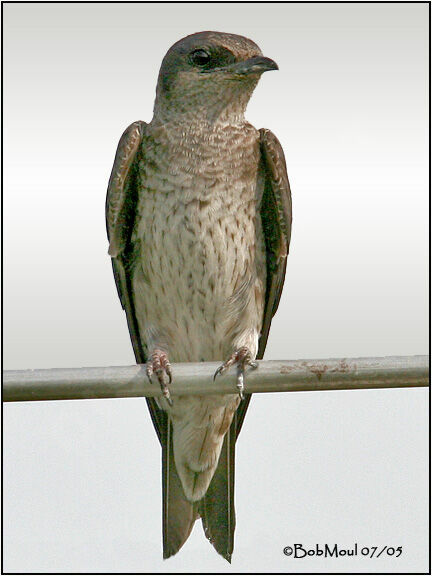 Purple Martin