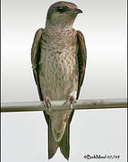 Purple Martin