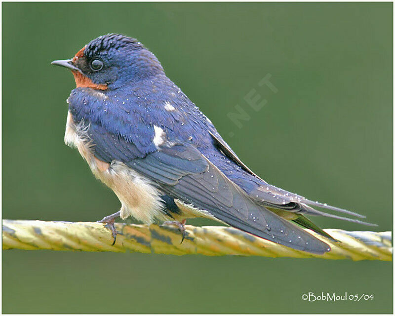 Barn Swallow