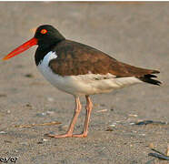 American Oystercatcher