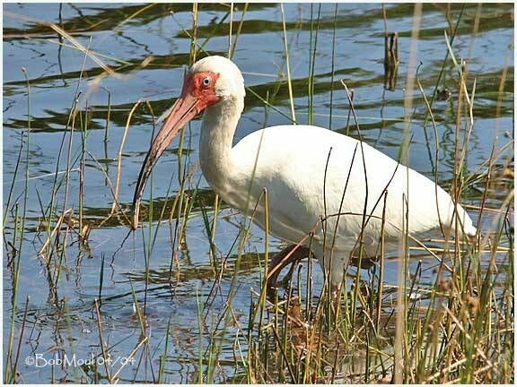 Ibis blanc