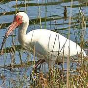 Ibis blanc