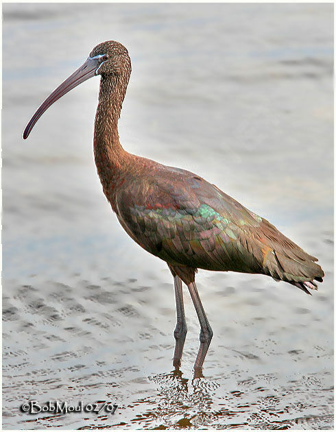 Glossy Ibis