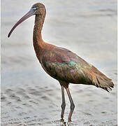 Glossy Ibis