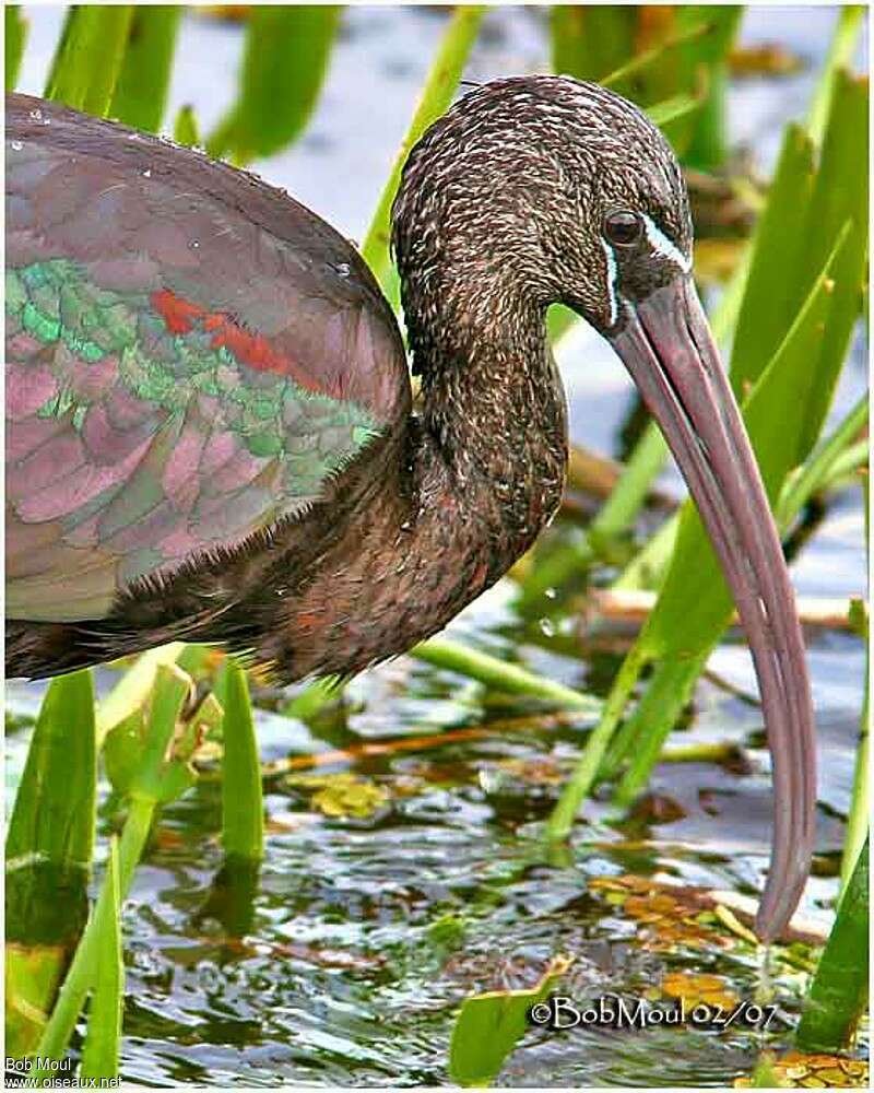 Ibis falcinelleadulte internuptial, portrait