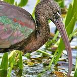 Ibis falcinelle