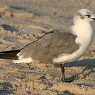Mouette atricille