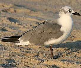 Mouette atricille