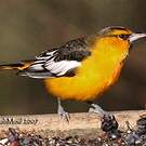 Oriole à ailes blanches