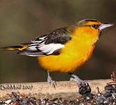 Oriole à ailes blanches