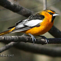 Oriole à ailes blanches