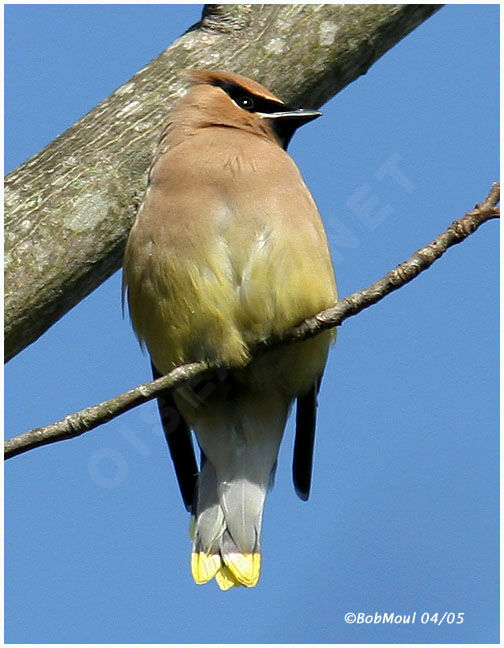 Cedar Waxwing