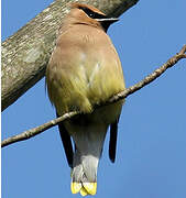 Cedar Waxwing