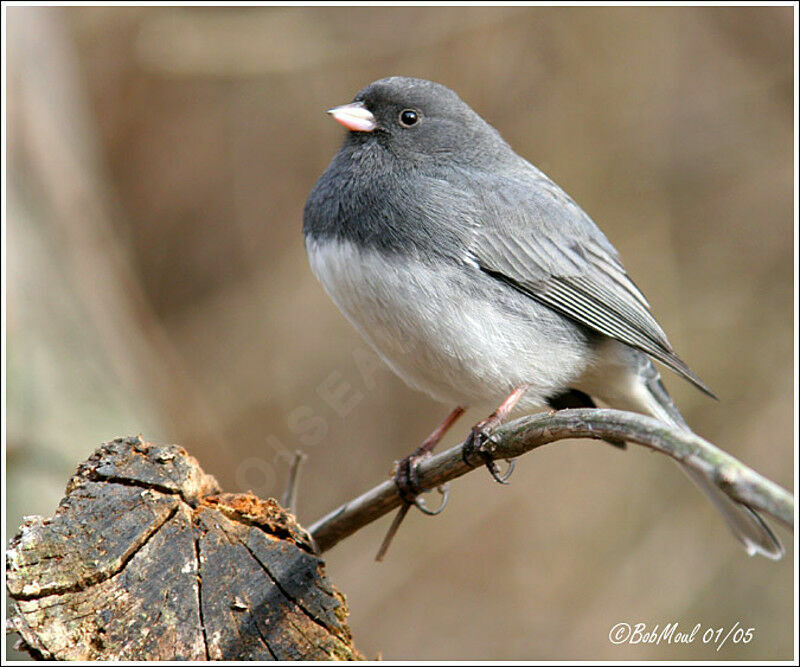 Junco ardoisé