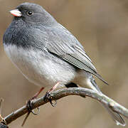 Dark-eyed Junco