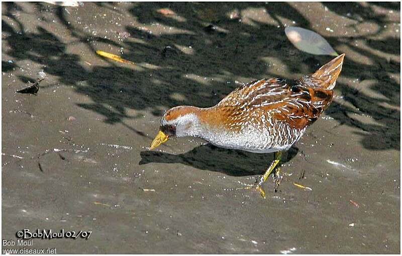 Sora male adult, identification