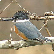 Belted Kingfisher