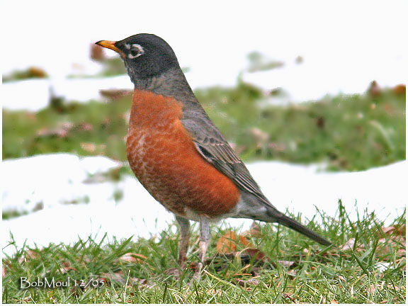 American Robin