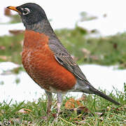 American Robin