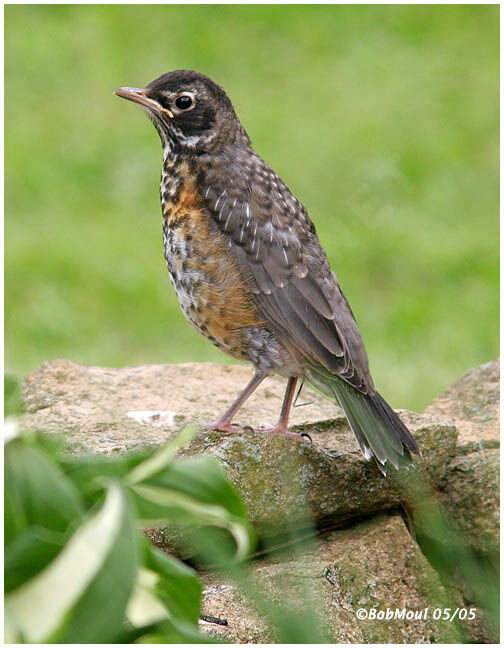 American Robin