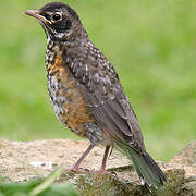 American Robin