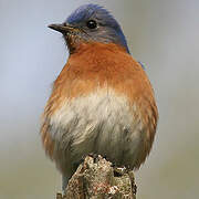 Eastern Bluebird