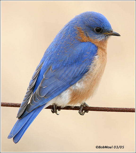 Eastern Bluebird