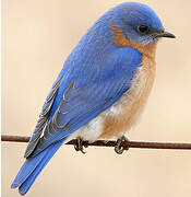 Eastern Bluebird