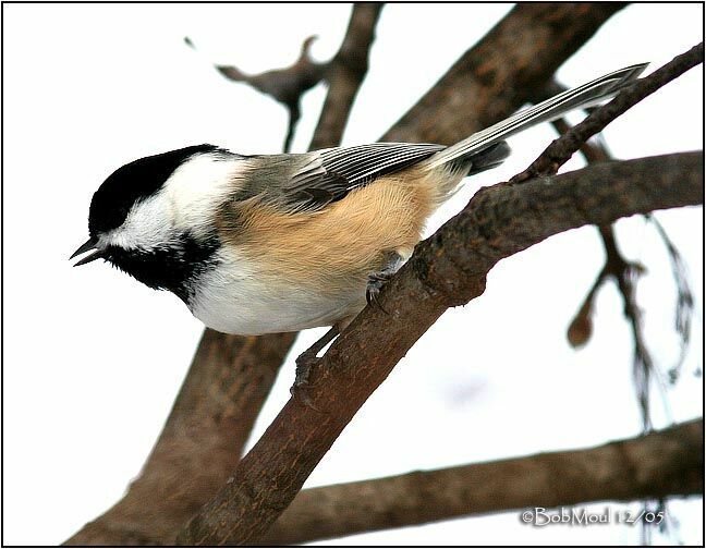 Black-capped Chickadee