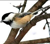 Black-capped Chickadee