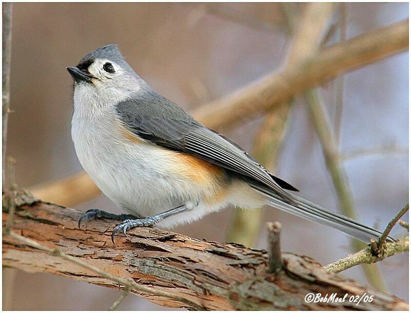 Tufted Titmouse