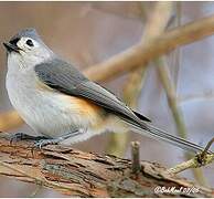 Tufted Titmouse