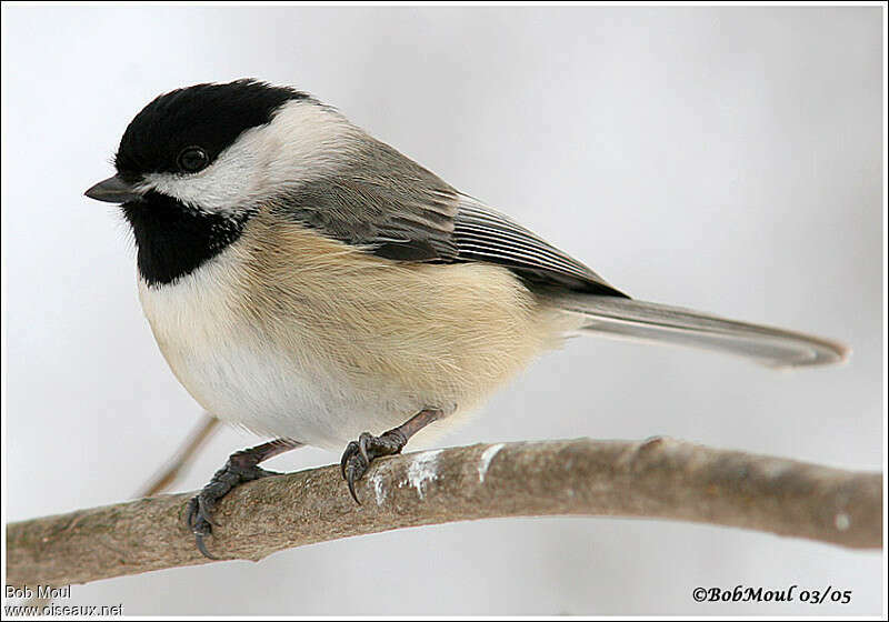 Carolina Chickadee, identification