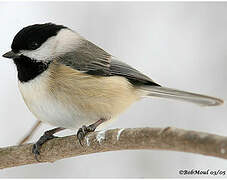 Carolina Chickadee