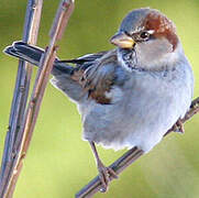 Moineau domestique