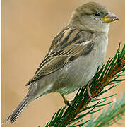 Moineau domestique