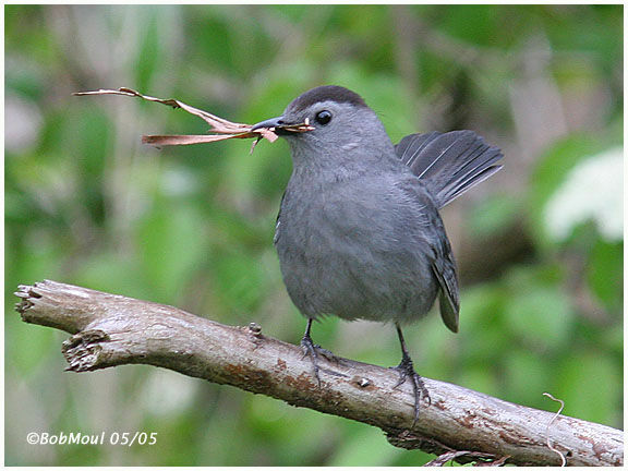 Grey Catbird