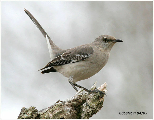 Northern Mockingbird