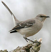 Northern Mockingbird