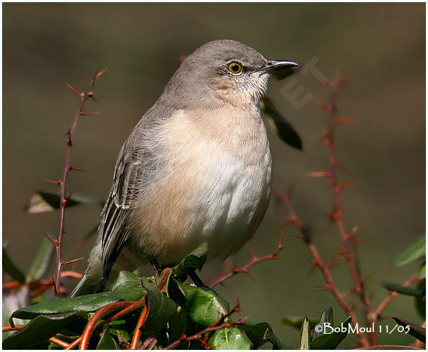 Northern Mockingbird