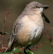 Northern Mockingbird