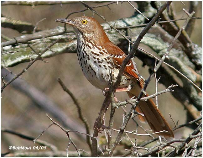 Brown Thrasher