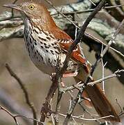 Brown Thrasher