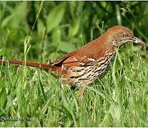 Brown Thrasher