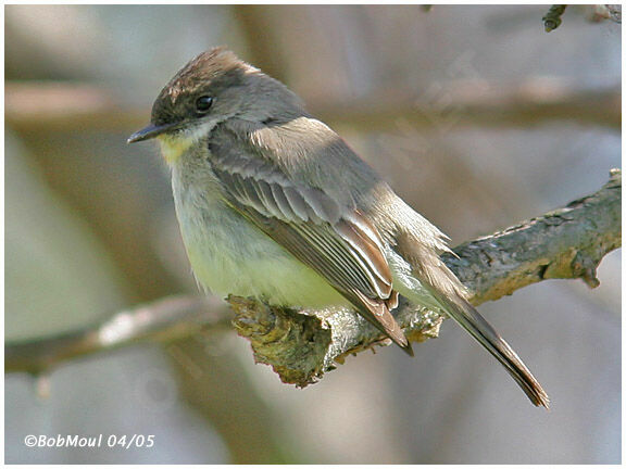 Eastern Phoebe