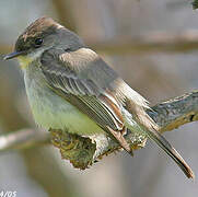 Eastern Phoebe