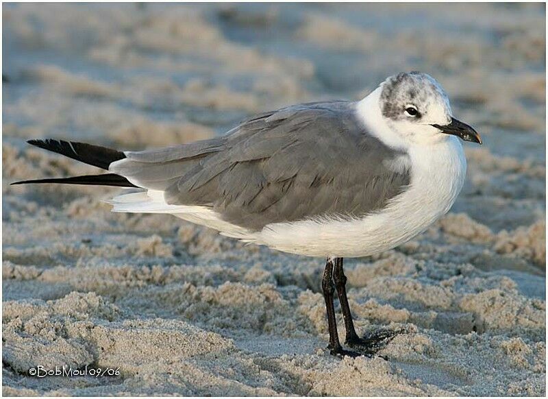 Mouette atricille1ère année