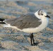 Laughing Gull