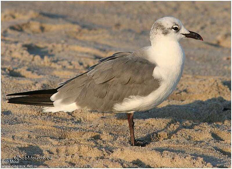 Laughing GullSecond year, identification